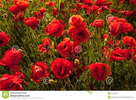 Opium poppy stock image. Image of poppy, purple, background - 41976211