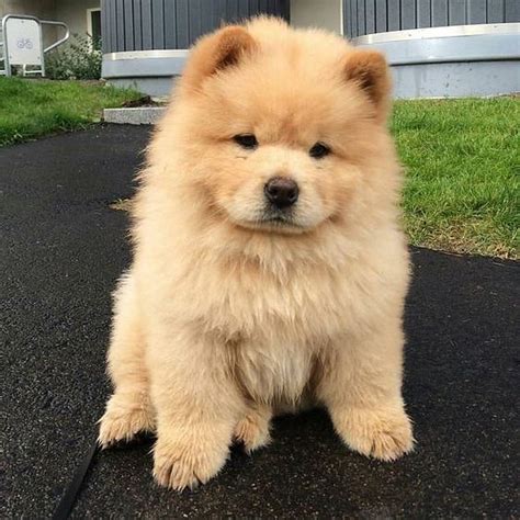 14 Interesting and Fun Facts About Chow Chow You Might Not Know | PetPress