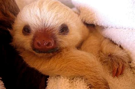 Let's Draw Endangered Species! : ): Maned Three-toed Sloth