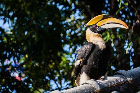 40+ Hornbill Tropical Bird Bird Amazon Rainforest Stock Photos, Pictures & Royalty-Free Images ...