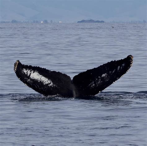 Unique Humpback Whale flukes! | Santa Cruz Whale Watching | By Stagnaro Charters