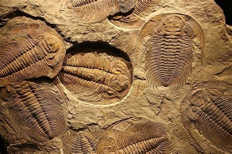 15 Fossil Hunting Locations In The US You Need To Know About | Fossil, Fossil hunting, Trilobite