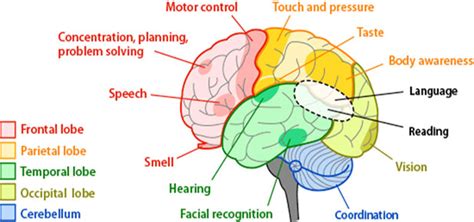 The Truth About The Brain And The Five Senses