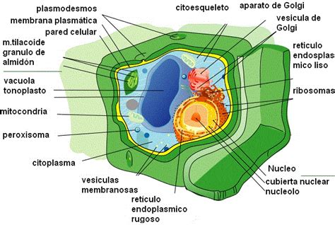 Célula eucariota animal y vegetal. Animaciones y actividades interactivas