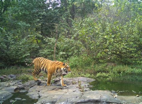 Tiger Census begins in Bandipur National Park in K'taka