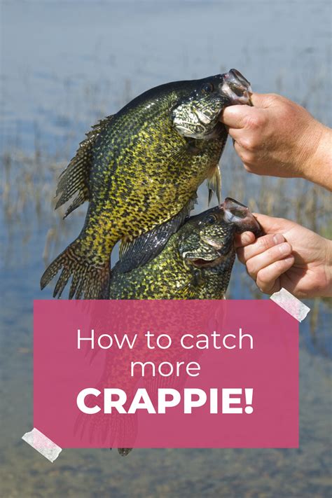 Crappie Bank Fishing Tips: Catch More Fish from the Shore