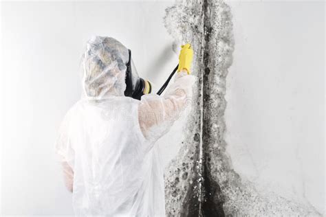 Black Mold Removal is Possible But Difficult – Lacasadejara