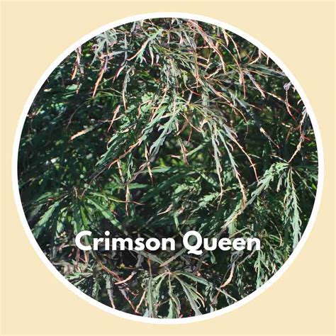 Crimson Queen Japanese Maple Trees | Payless Hardware, Rockery & Nursery