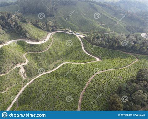 Aerial View of Green Tea Plantations in Munnar, India Stock Image - Image of road, drone: 257580005