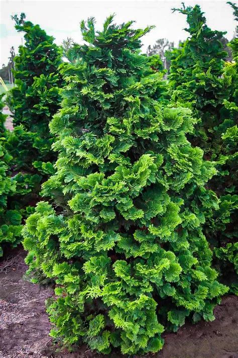 Compact Hinoki Cypress For Sale Online | The Tree Center