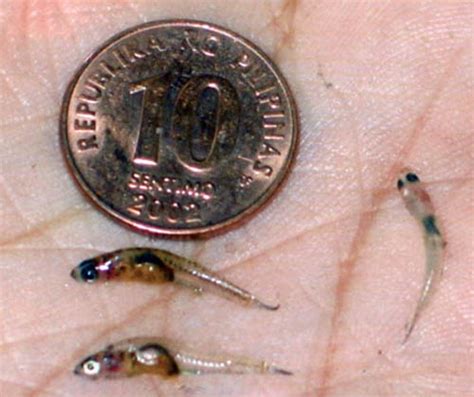 The 'Sinarapan' or 'tabios' is probably the world's smallest commercially harvested fish found ...