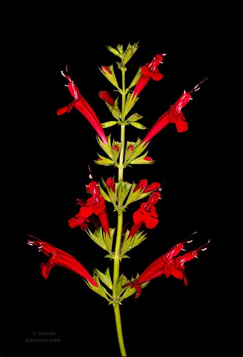 Cedar sage flourishing | Portraits of Wildflowers