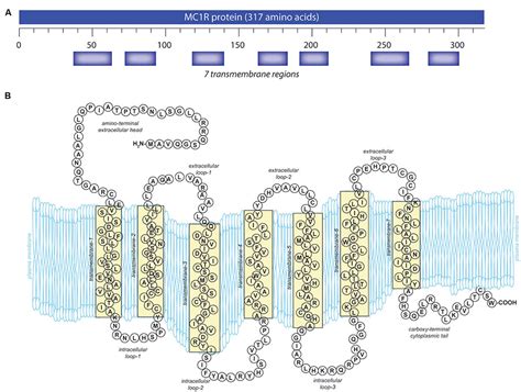 Frontiers | Melanocortin 1 Receptor: Structure, Function, and Regulation