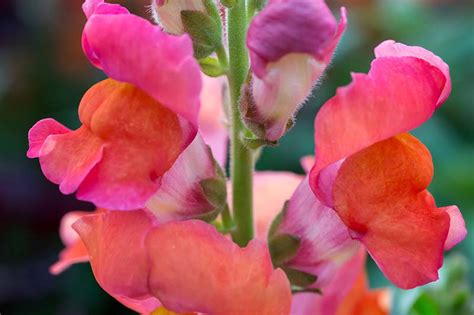 How to Grow and Care for Snapdragon Flowers (Antirrhinum Majus)