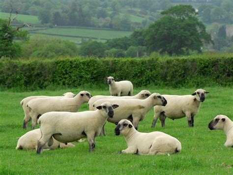 Hampshire Downs Sheep. | Hampshire sheep