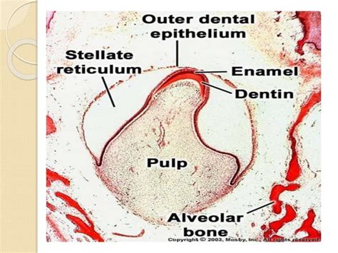 Amelogenesis (enamel formation) oral biology anf histology | PPT