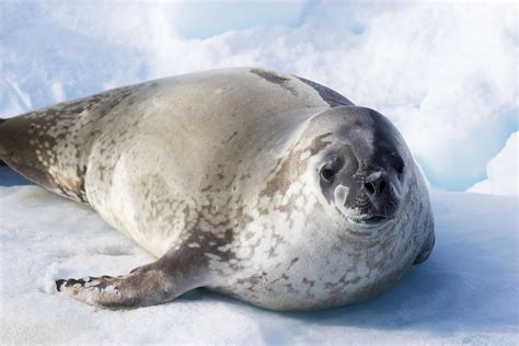 What Animals Live In Antarctica? - WorldAtlas