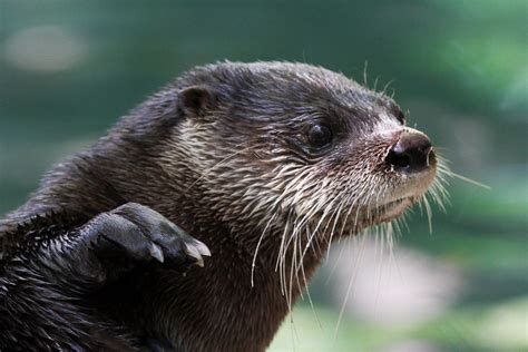 Otter Claw | Mark Dumont | Flickr