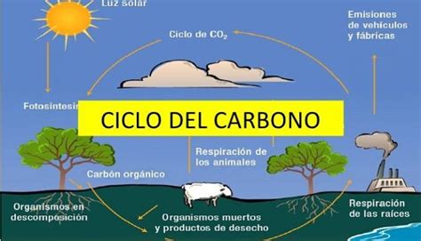 Ciclo del Carbono: Qué es, sus Etapas y qué Tipos hay | Ciclo del ...