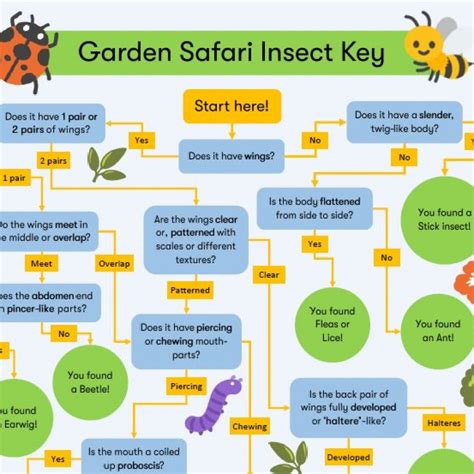 Insect Identification Key • MyLearning