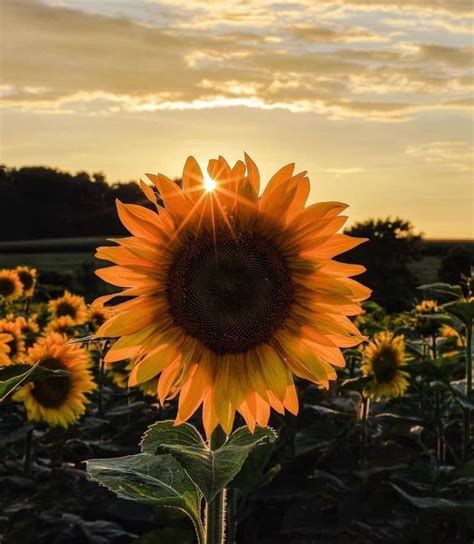 Good Morning!!! Good Evening!!! | Sunflower wallpaper, Sunflower pictures, Sunflower photography