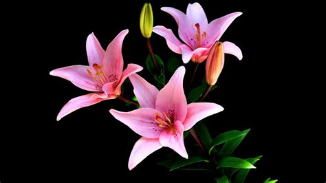 CloseUp Lily Pink Flower With Black Background HD Pink Wallpapers | HD Wallpapers | ID #37264