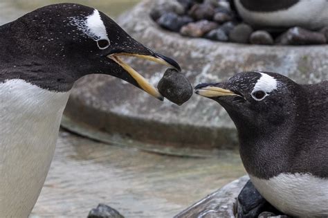 This penguin mating ritual ‘rocks’ (Video) | New York Post