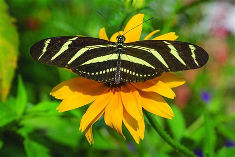 Zebra Longwing: The Friendliest Butterfly Around – My Chicago Botanic ...