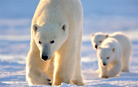 Polar Bear Mother and Newborn Cubs Photo Safari | Polar Bear Tour Bear Facts For Kids, Polar ...