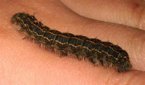 Black caterpillar with yellow-orange stripes | The Backyard Arthropod Project