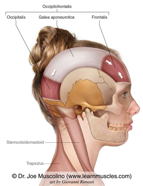 Occipitofrontalis - Learn Muscles