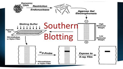 Southern Blotting - MyBioSource Learning Center