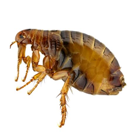 Flea Control London - Flea Removal & Treatment Services | Pest ...