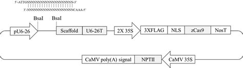 Frontiers | Epigenetic Footprints of CRISPR/Cas9-Mediated Genome Editing in Plants