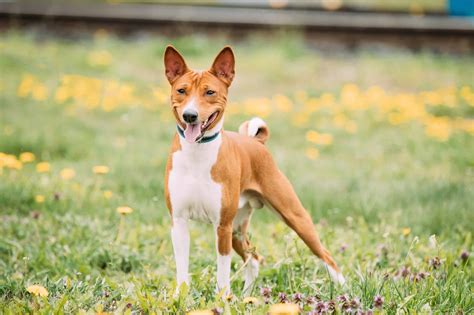 Basenji Colors: Rarest to Most Common - A-Z Animals