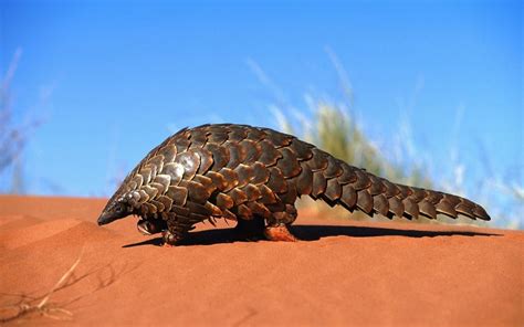 The plight of the pangolins! - Alexandra's Africa