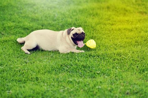 Premium Photo | Cute fat pug playing with ball in garden