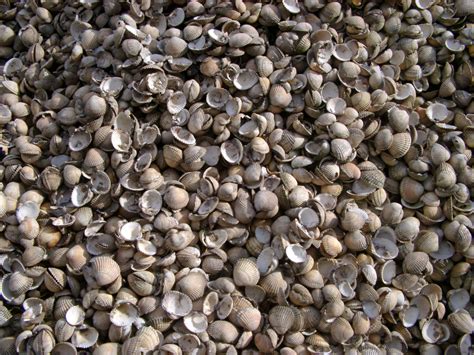 Free Stock photo of Background texture of seashells | Photoeverywhere