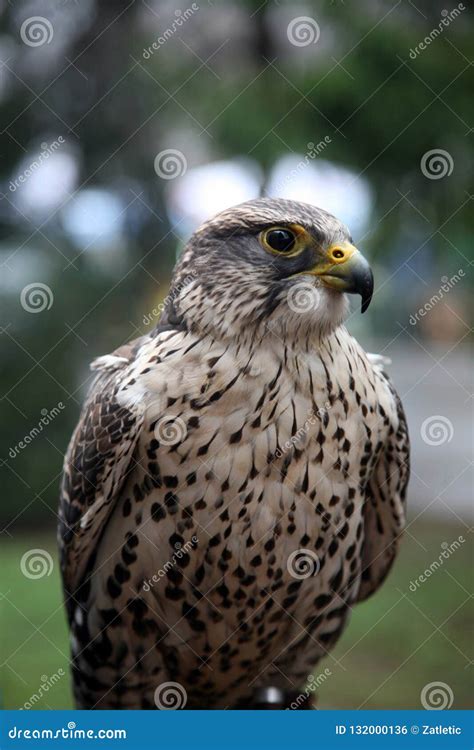 Eagle hawk stock photo. Image of endangered, animal - 132000136