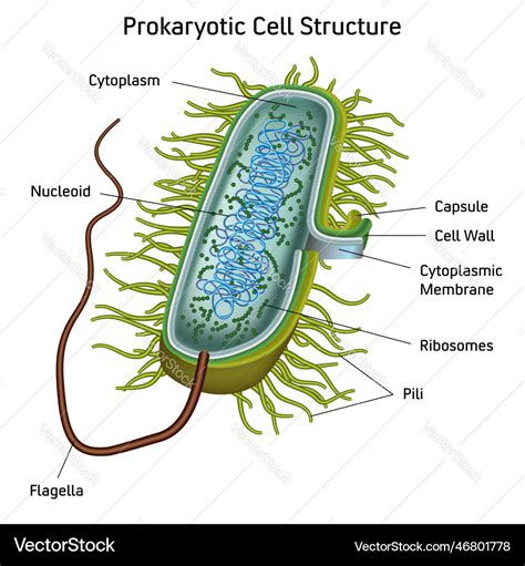 Prokaryotic cell structure chart medical Vector Image