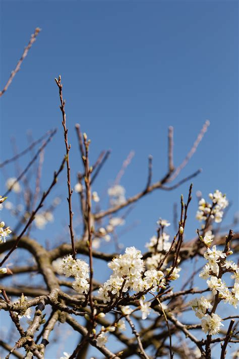 Blossoming tree on fine day in countryside · Free Stock Photo