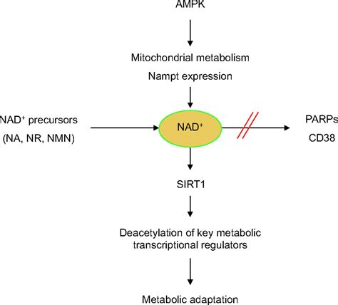 Critical step in cellular repair of damaged DNA identified which could be big for reversing ...