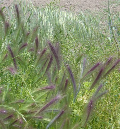 lovely purple grasses