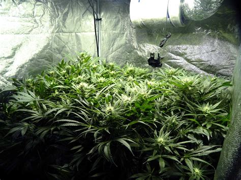 Week-by-Week Cannabis Flowering Stage Timeline | Grow Weed Easy