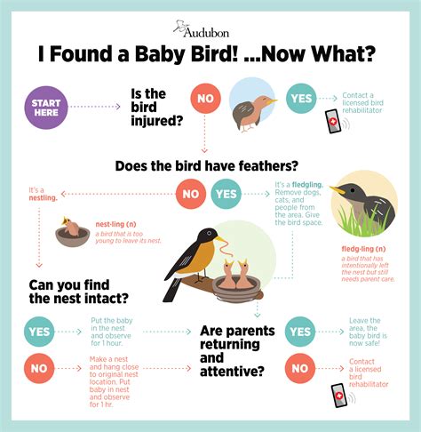 I Found a Baby Bird! … Now What? - Bird Town Pennsylvania