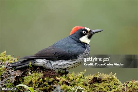 470 Acorn Woodpecker Stock Photos, High-Res Pictures, and Images - Getty Images