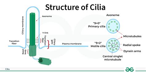 Cilia - Definition, Structure, Function, Location and Types - GeeksforGeeks