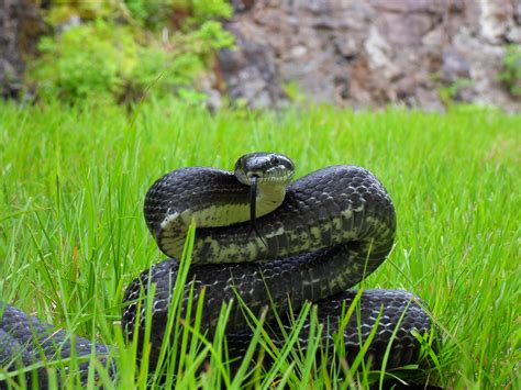 File:Black Rat Snake-.JPG - Wikimedia Commons