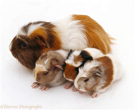 Crested Guinea pig with babies photo WP20951