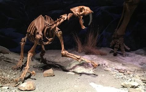 Unveiled: Newly Discovered Saber-Toothed Cat ѕрeсіeѕ Stuns Paleontologists